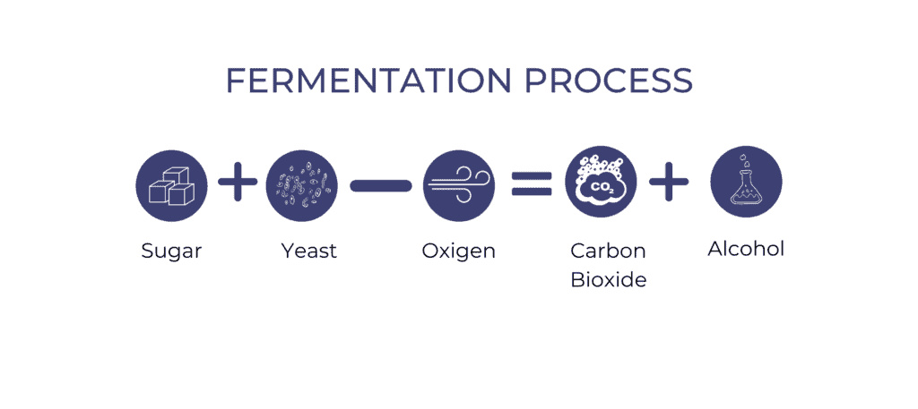 Fermentation Process Infographic