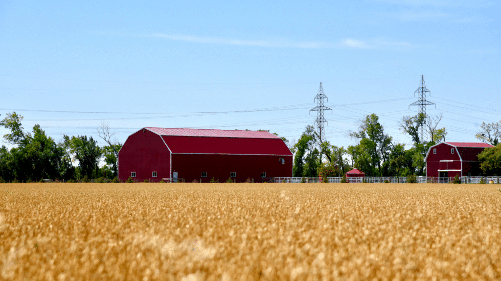 Manitoba wheat field