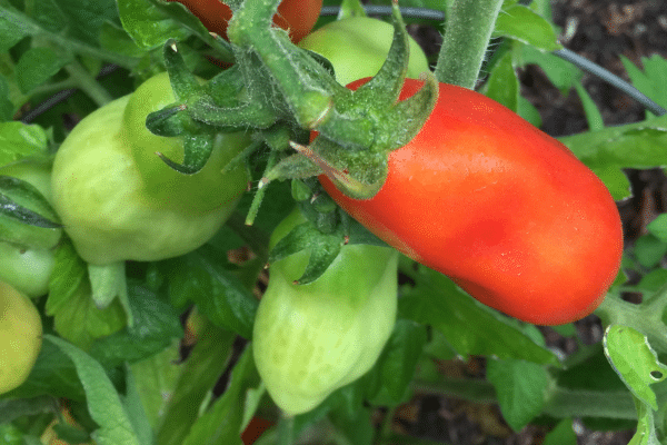 san marzano tomatoes on plant